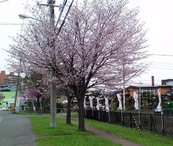 札幌の桜