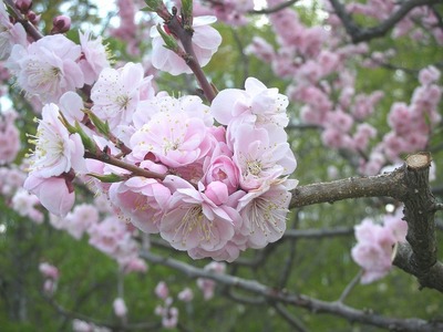 折り重なる花